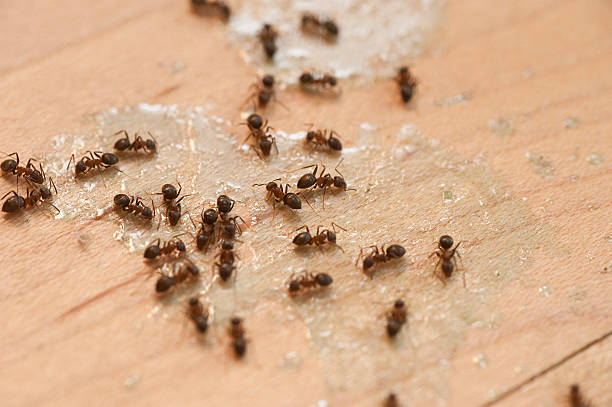 Best Mosquito Control Services  in Sumner, WA