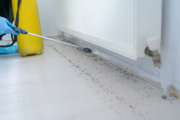 Reliable Sumner, WA Pest Control Solutions
